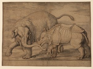 Slåss mellan en elefant och noshörning