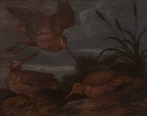 Snäppa i skymningen av Francis Barlow