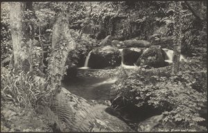 Glen Lyn, bäck och lövverk