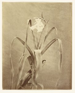 [Blommor] av Francis Edmond Currey