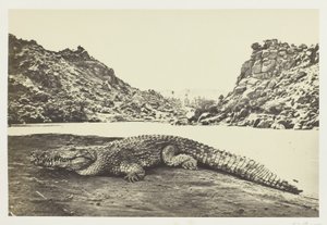 Krokodil på en sandbank av Francis Frith