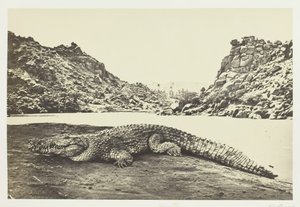 Krokodil på en sandbank, 1857. av Francis Frith