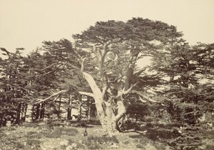 Den största av cedrar, Mount Libanon, 1857. av Francis Frith