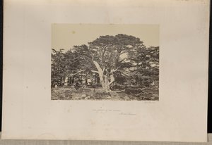 Den största av cederträden, Mount Lebanon av Francis Frith