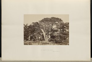 Den största av cederträden, Mount Lebanon av Francis Frith