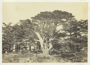 Den största av cedrar, Mount Libanon, 1857. av Francis Frith