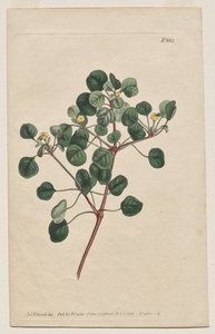The Botanical Magazine eller Flower Garden Visas: Tallrik 883, Euphorbia Petiolaris. Långförföljd Spurge av Francis Sansom