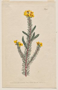 The Botanical Magazine eller Flower Garden Visas: Tallrik 944, Dillwynia glaberrima. Slätbladig Dillwynnia. [Dillwynia ericifolia gaberrima] av Francis Sansom