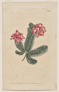The Botanical Magazine eller Flower Garden Visas: Tallrik 966, Erica Elegans. Elegant Heath [Erica glauca] av Francis Sansom