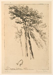 Scotch Gran av Francis Seymour Haden
