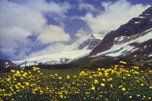 Trollius på Simplonpasset (foto)