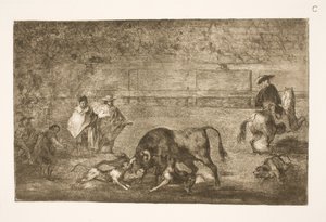 Hundarna är polerade på tjuren av Francisco de Goya