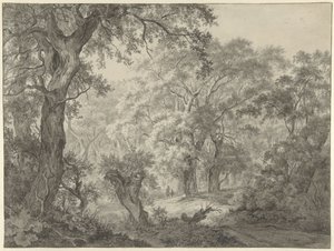 skogslandskap