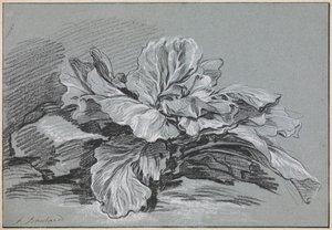 En studie av ett kålhuvud av François Boucher