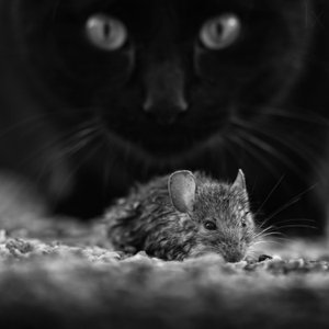Svart katt, vildmus
