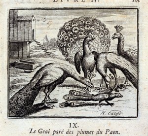 Jay pryder påfågelfjädrar. Fabler av Jean de La Fontaine (1621-95). Illustration av François Chauveau (1613-1676). Upplaga av 1728. av Francois Chauveau