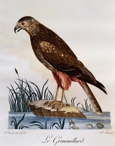Afrikansk kärrhök (Circus ranivorus), gravyr från Natural History of African Birds av Francois Le Vaillant