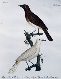 Afrikansk rödögd bulbul (Pycnonotus nigricans), gravyr från Histoire Naturelle des Oiseaux d
