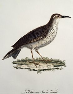 Hanen av kaplångsvan (Certhilauda curvirostris), gravyr från Histoire Naturelle des Oiseaux d