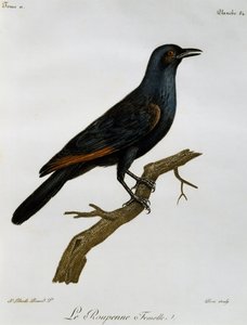 Rödvingad starehona (Onychognathus morio), gravyr från Histoire Naturelle des Oiseaux d