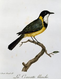 Golden Whistler (Pachycephala pectoralis), gravyr från Natural History of African Birds av Francois Le Vaillant