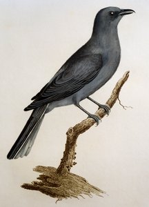 Gökgök (Coracina caesia), gravyr från Histoire Naturelle des Oiseaux d
