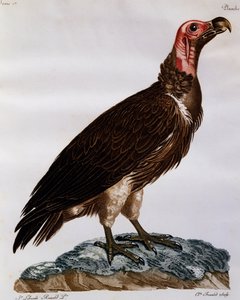 Gam med lappansikte (Torgos tracheliotos), gravyr från Natural History of the Birds of Africa