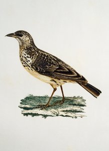 Stornäbblärka (Galerida magnirostris), gravyr från Histoire Naturelle des Oiseaux d
