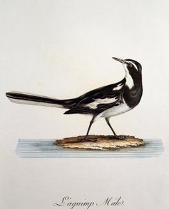 Manlig afrikansk vipstjärt (Motacilla aguimp), gravyr från Histoire Naturelle des Oiseaux d
