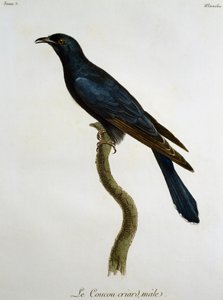 Svartgökhane (Cuculus clamosus), gravyr från Histoire Naturelle des Oiseaux d