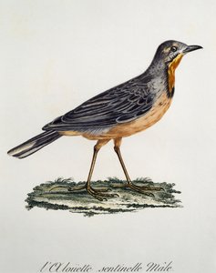 Hane Cape Longclaw (Macronyx capensis), gravyr från Histoire Naturelle des Oiseaux d
