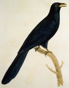 Man Coucou a gros bec, gravyr från Histoire Naturelle des Oiseaux d