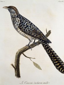 Male Coucou tachirou, gravyr från Natural History of the Birds of Africa av Francois Le Vaillant (1753-1824), Frankrike av Francois Le Vaillant
