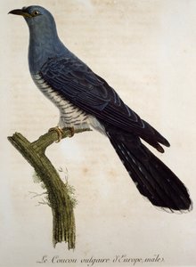 Eurasisk gökhane (Cuculus canorus), gravyr från Histoire Naturelle des Oiseaux d