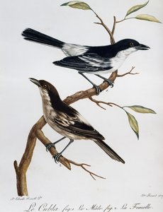 Hane och hona av svartryggig puffback (Dryoscopus cubla), gravyr från Histoire Naturelle des Oiseaux d