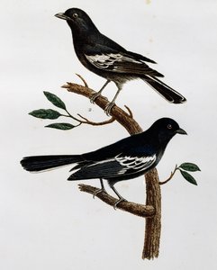Hane och hona av svartmes (Parus niger), gravyr från Histoire Naturelle des Oiseaux d