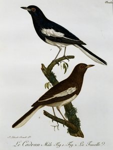 Hane och hona av orientalisk skata-robin (Copsychus saularis), gravyr från Histoire Naturelle des Oiseaux d