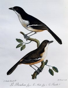 Hane och hona av södra Boubou (Laniarius ferrugineus), gravyr från Histoire Naturelle des Oiseaux d