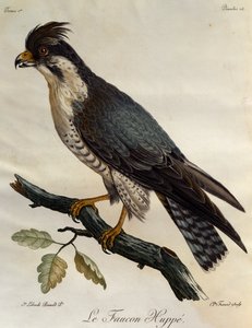 Pilgrimsfalk (Falco peregrinus), gravyr från Natural History of the Birds of Africa av Francois Le Vaillant