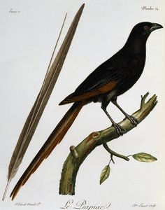 Piapiac (Ptilostomus afer), gravyr från Histoire Naturelle des Oiseaux d