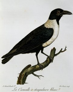 Pied Crow (Corvus albus), gravyr från Natural History of the Birds of Africa