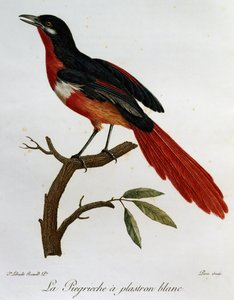 Vitbröstad Piegriche (Lanius mystacus), gravyr från Histoire naturelle des Oiseaux d