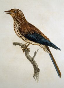 Rödklädd lärka (Calandrella cinerea), gravyr från Histoire Naturelle des Oiseaux d