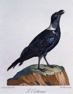 Vithalsad korp (Corvus albicollis), gravyr från Natural History of African Birds