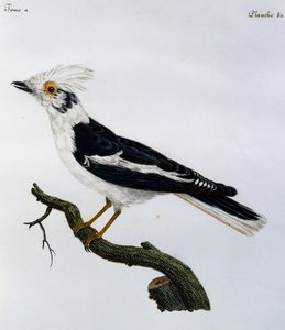 White Helmetshrike (Prionops plumatus), gravyr från Natural History of African Birds