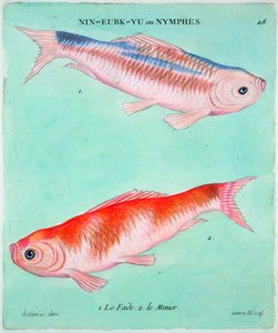 Kinesisk guldfisk, 1700-tal