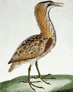 Rördrom av Francois Nicolas Martinet