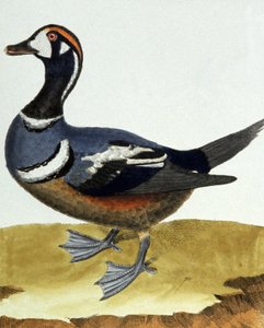 Canard en collier. av Francois Nicolas Martinet