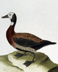 Anka av Maragnan av Francois Nicolas Martinet