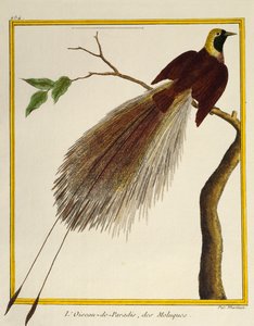 Greater Bird-of-Paradise (Paradisaea apoda), från Natural History of Birds av Francois Nicolas Martinet